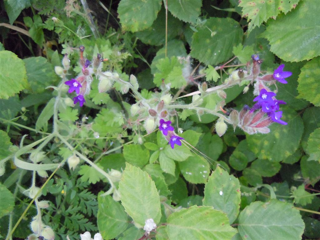 Anchusa hybrida